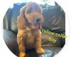 Cockapoo
