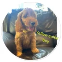 Cockapoo