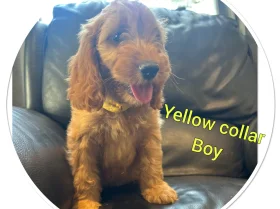 Cockapoo