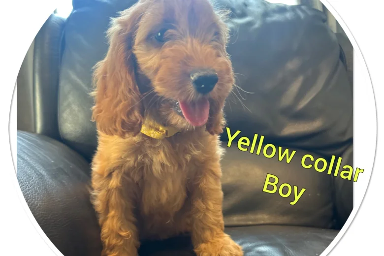 Cockapoo