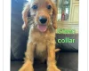 Cockapoo
