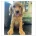 Cockapoo