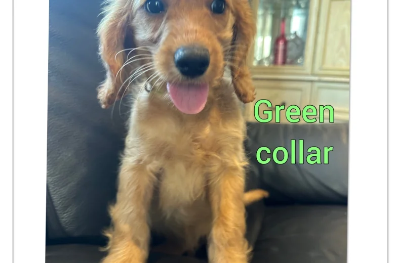 Cockapoo