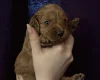 Cavapoo