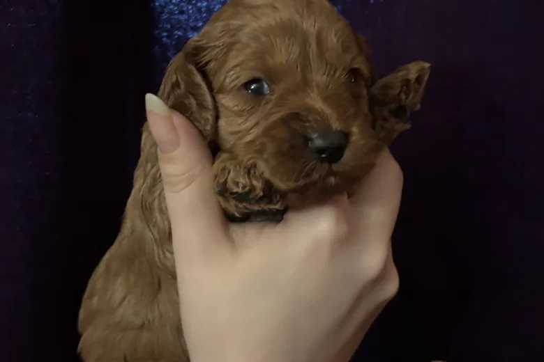 Cavapoo