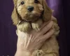 Cavapoo