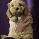 Cavapoo