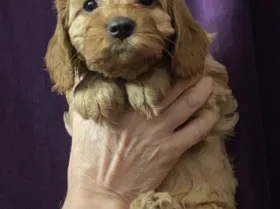 Cavapoo