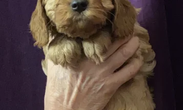 Cavapoo