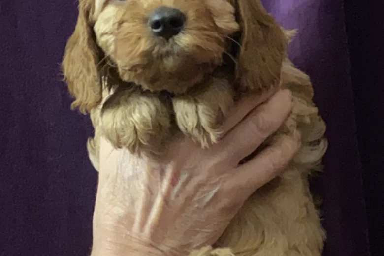 Cavapoo