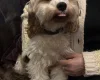 Cavapoo