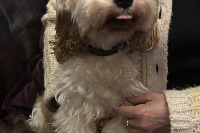 Cavapoo