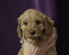 Cavapoo