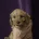 Cavapoo