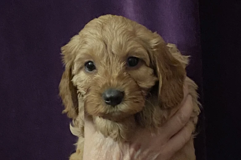 Cavapoo