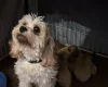 Cavapoo