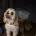 Cavapoo