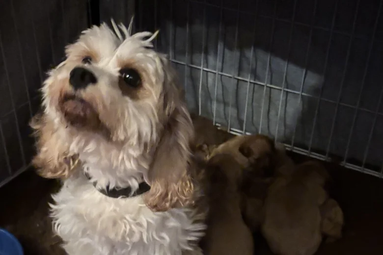 Cavapoo