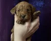 Cavapoo