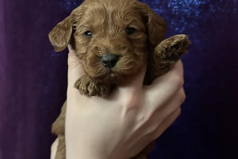 Cavapoo