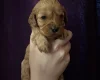 Cavapoo