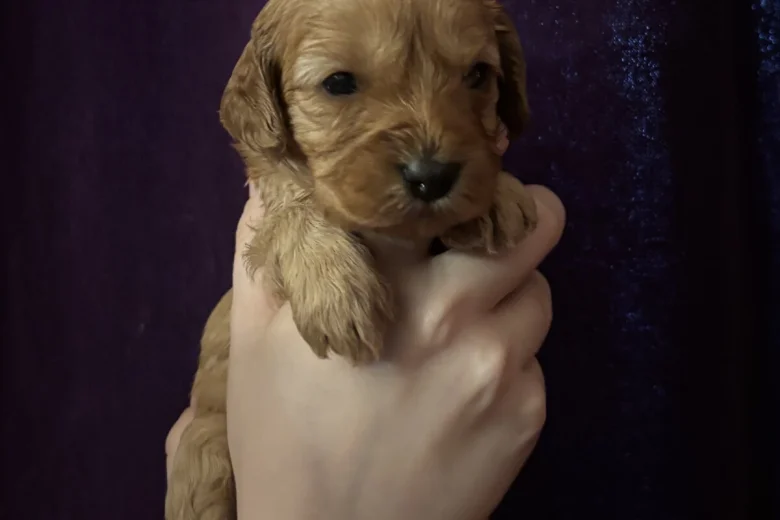 Cavapoo