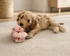 Cockapoo