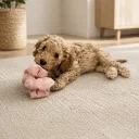 Cockapoo