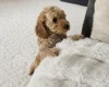 Cockapoo