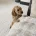 Cockapoo