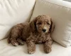 Cockapoo