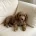 Cockapoo
