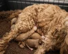 Cockapoo