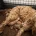 Cockapoo