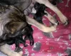 German Shepherd (Alsatian)