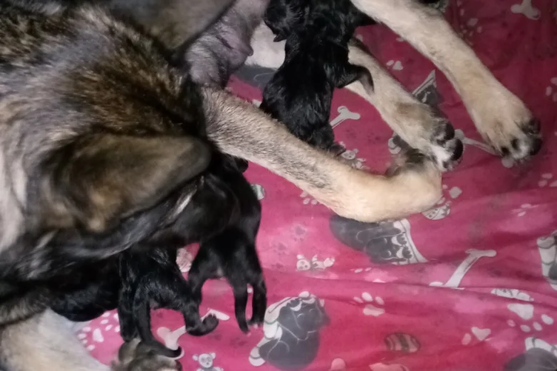 German Shepherd (Alsatian)
