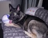 German Shepherd (Alsatian)