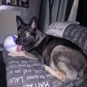 German Shepherd (Alsatian)