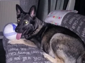 German Shepherd (Alsatian)