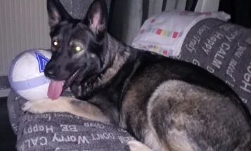 German Shepherd (Alsatian)