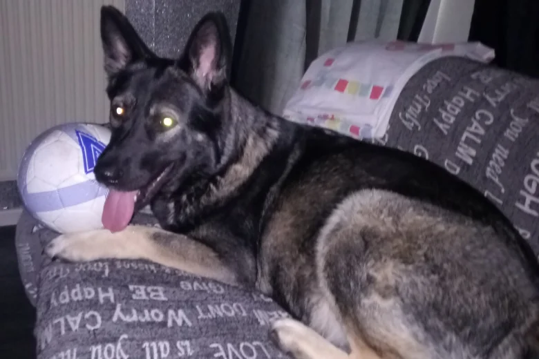German Shepherd (Alsatian)