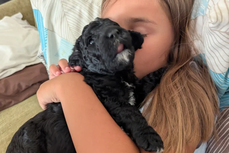 Goldendoodle