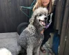 Goldendoodle