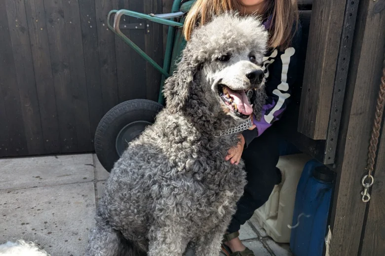 Goldendoodle