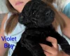 Goldendoodle