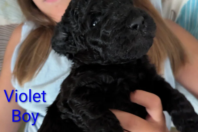 Goldendoodle