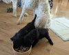 Goldendoodle