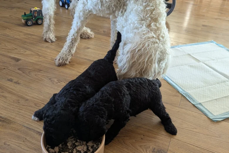 Goldendoodle
