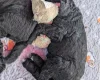Goldendoodle