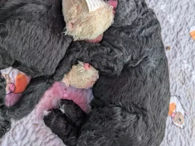 Goldendoodle
